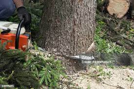 Best Pest Control for Lawns  in Nashville, NC
