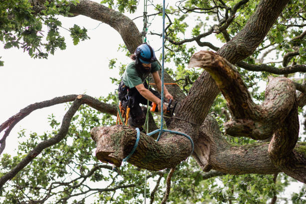 Best Tree Risk Assessment  in Nashville, NC