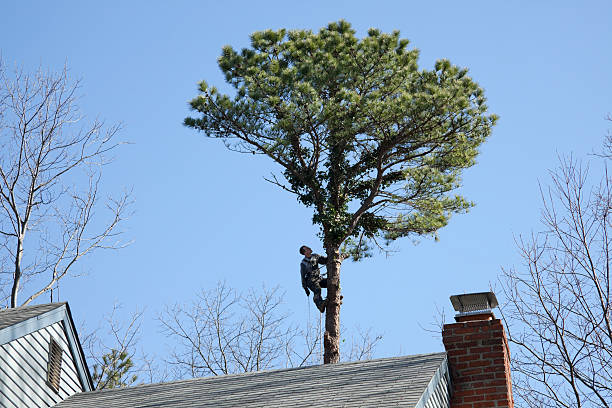Best Leaf Removal  in Nashville, NC