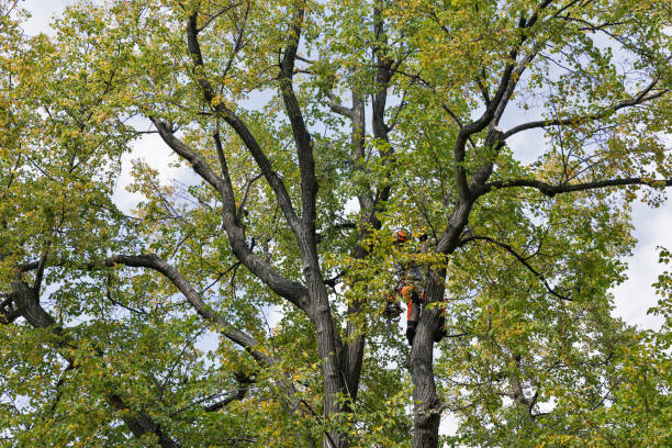 How Our Tree Care Process Works  in  Nashville, NC
